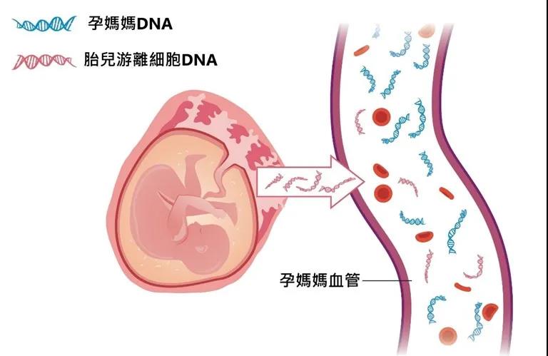 香港化验所验血浓度低,胎儿DNA浓度