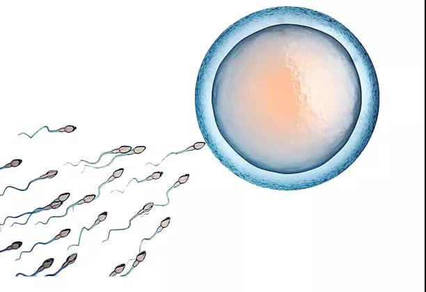 精子,精子卵子,受精卵